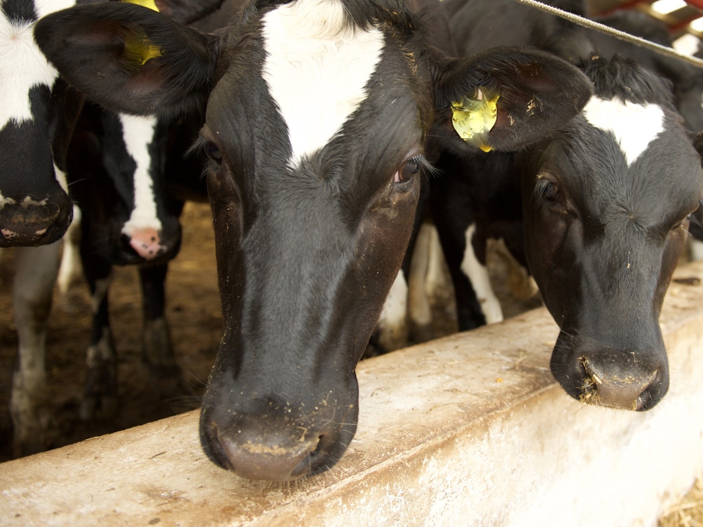 Healthy cows are more productive cows